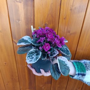 Africká fialka (Saintpaulia variegata) ´HOVARIAGATA´ - výška 10-15 cm, kont. C1L
